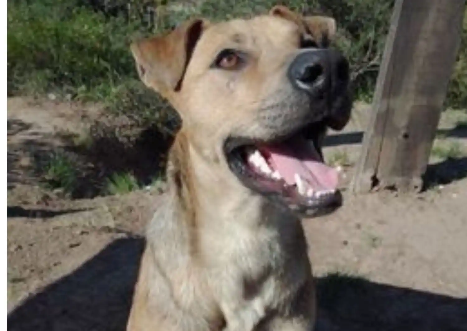 Perro en adopción: buscan dueños responsables