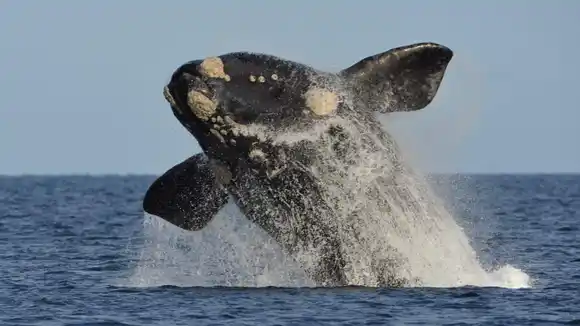 Récord histórico de ballenas en la costa argentina y un atractivo que crece en Necochea