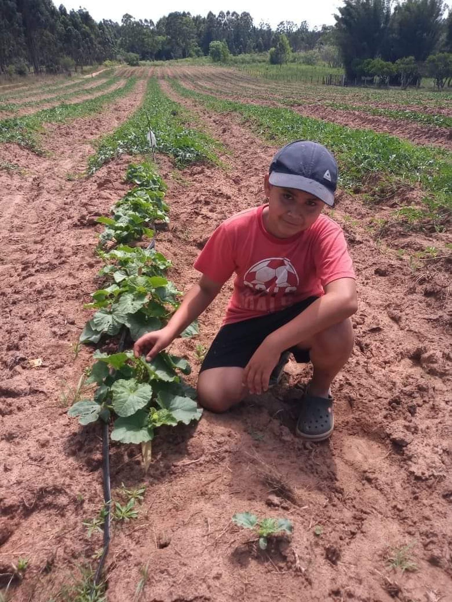 Francisco, el niño de Concordia siembra sandías