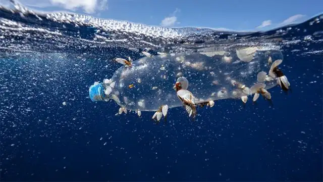 Científicos presentan un innovador estudio para proteger los océanos