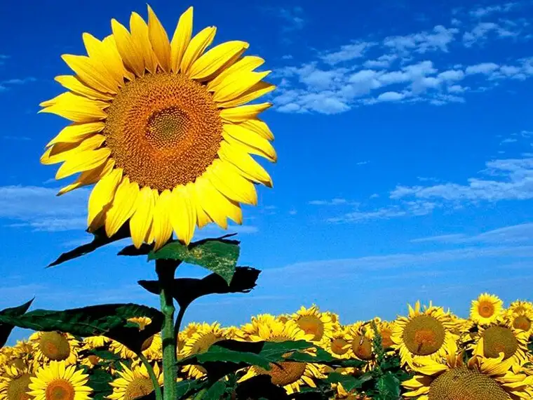 girasol - 2