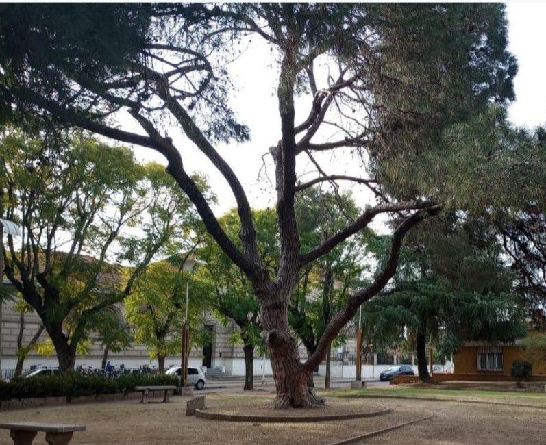 La historia del retoño del pino de San Lorenzo de la plazoleta contenida en un código QR.