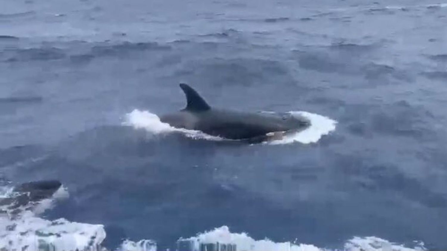 ¡ESPECTÁCULO MARINO! Orcas en Los Roques y La Guaira