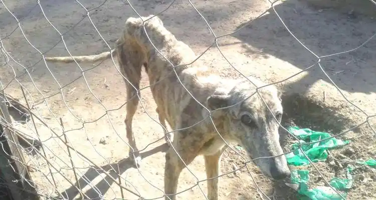 La disputa entre proteccionistas  de animales se dirime en la Justicia