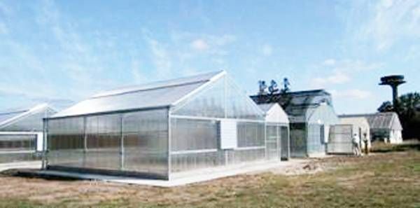 DIAGN�STICO DE PSOROSIS A PLANTAS MADRES SEMILLERAS CÍTRICAS