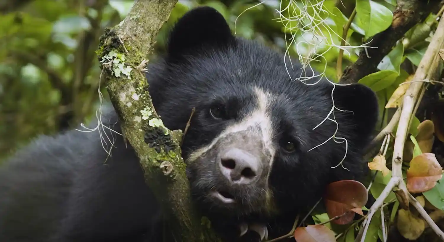 Oso que escapa de reserva podría aparecer en Bogotá