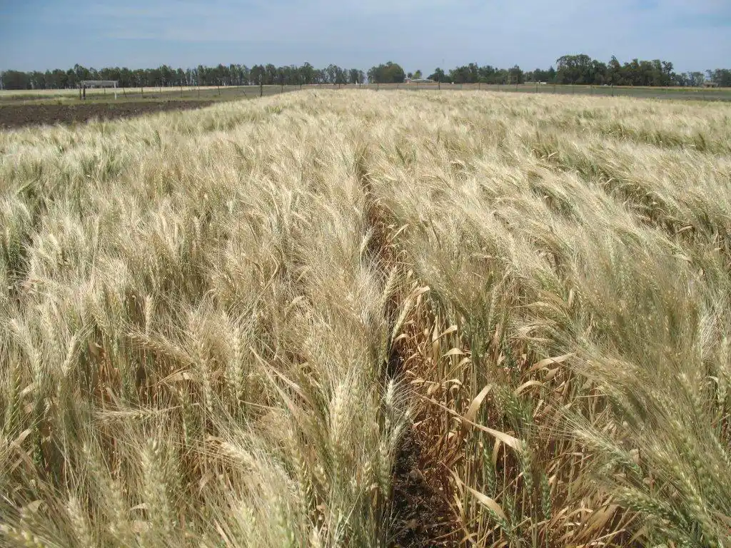 Anuncio: el Gobierno extendió la rebaja temporal de las retenciones para el trigo y la cebada