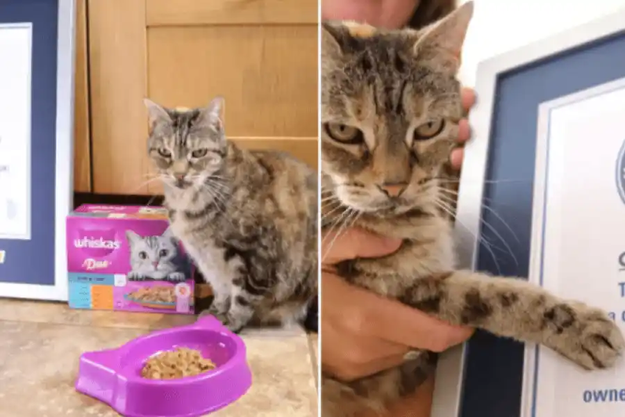 Escuchá: una gata batió un récord mundial por tener el ronroneo más fuerte del mundo