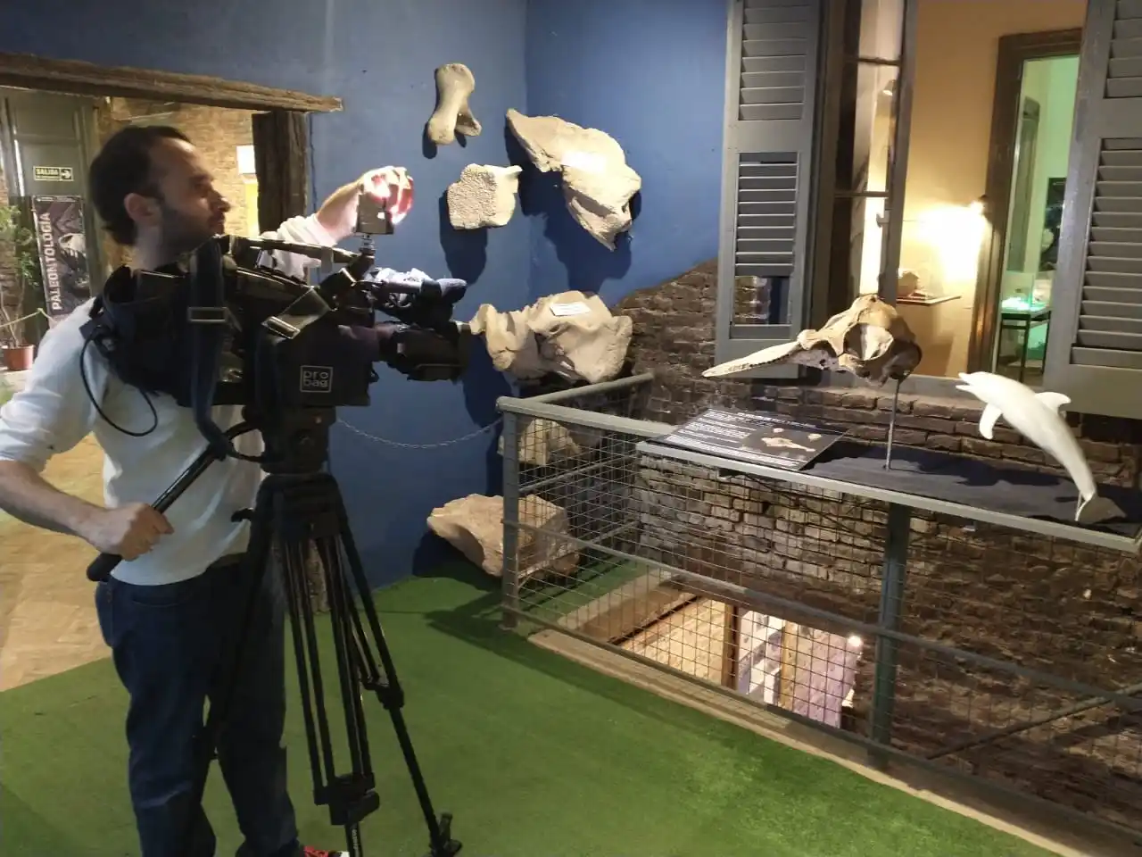 Este notable descubrimiento arroja luz sobre el rico patrimonio paleontológico de la región y resalta la importancia de preservar estos fósiles únicos.