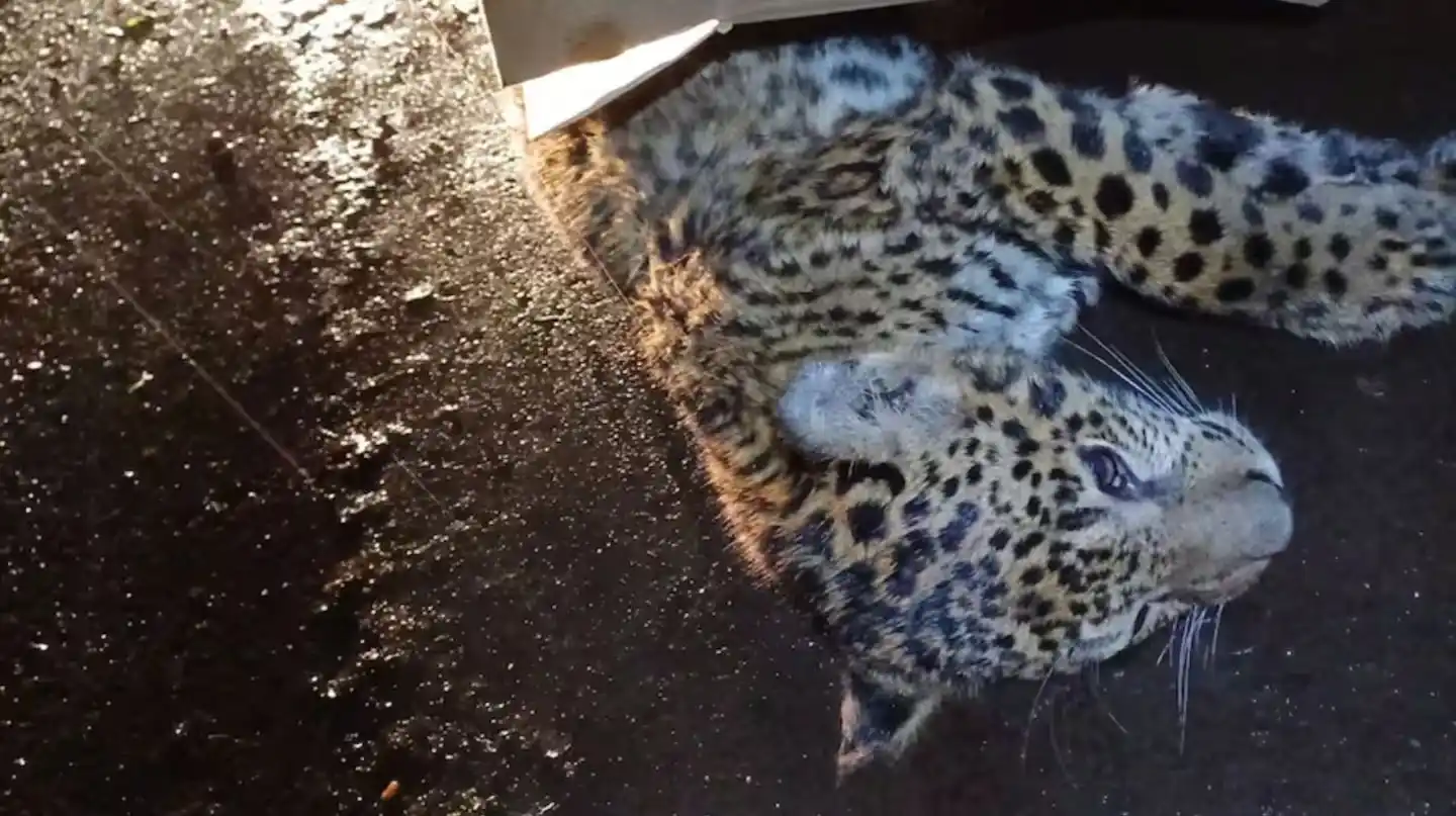 Un automovilista atropelló y mató a una cachorra de yaguareté y se fue del lugar sin avisar a las autoridades. (Foto: X/@passalacquaok)