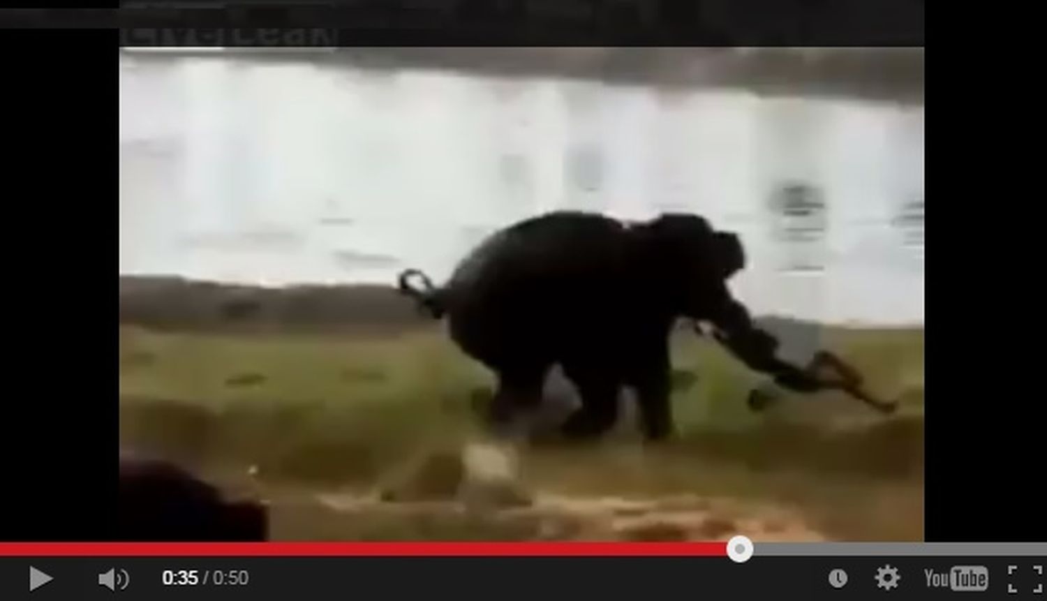 VIDEO: Un elefante persiguió y mató a un hombre en la India