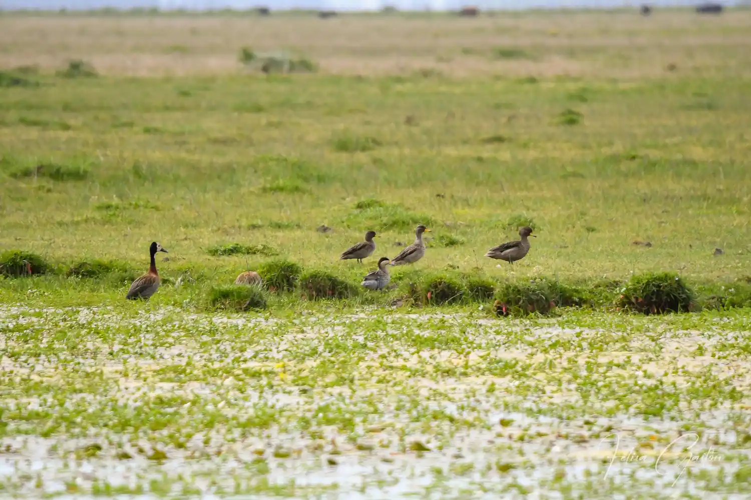 Avistaje de aves en la zona del Castillo y el arroyo Vitel para celebrar el Día de los Humedales