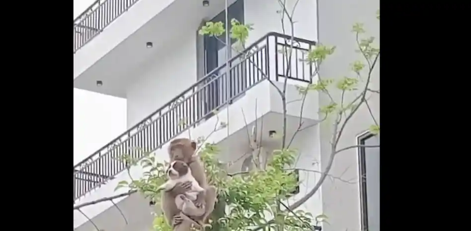 Un mono rapta a un perrito y sorprendió a todos