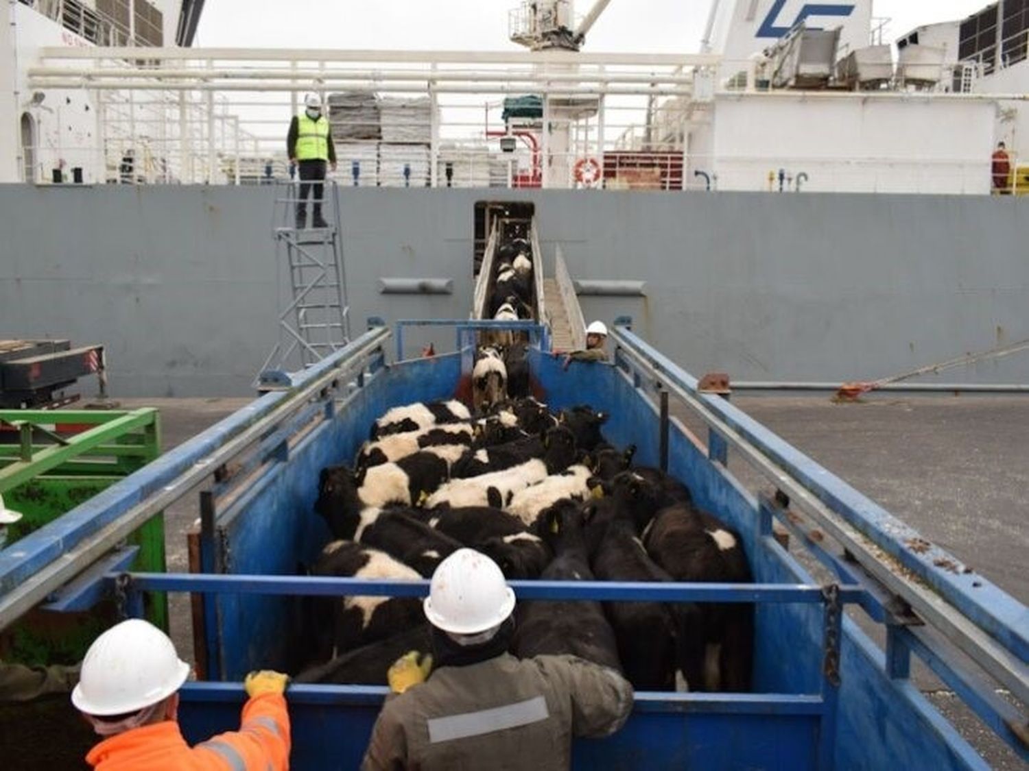 Marcharán en Rafaela contra la exportación de animales vivos: ¿cuándo?