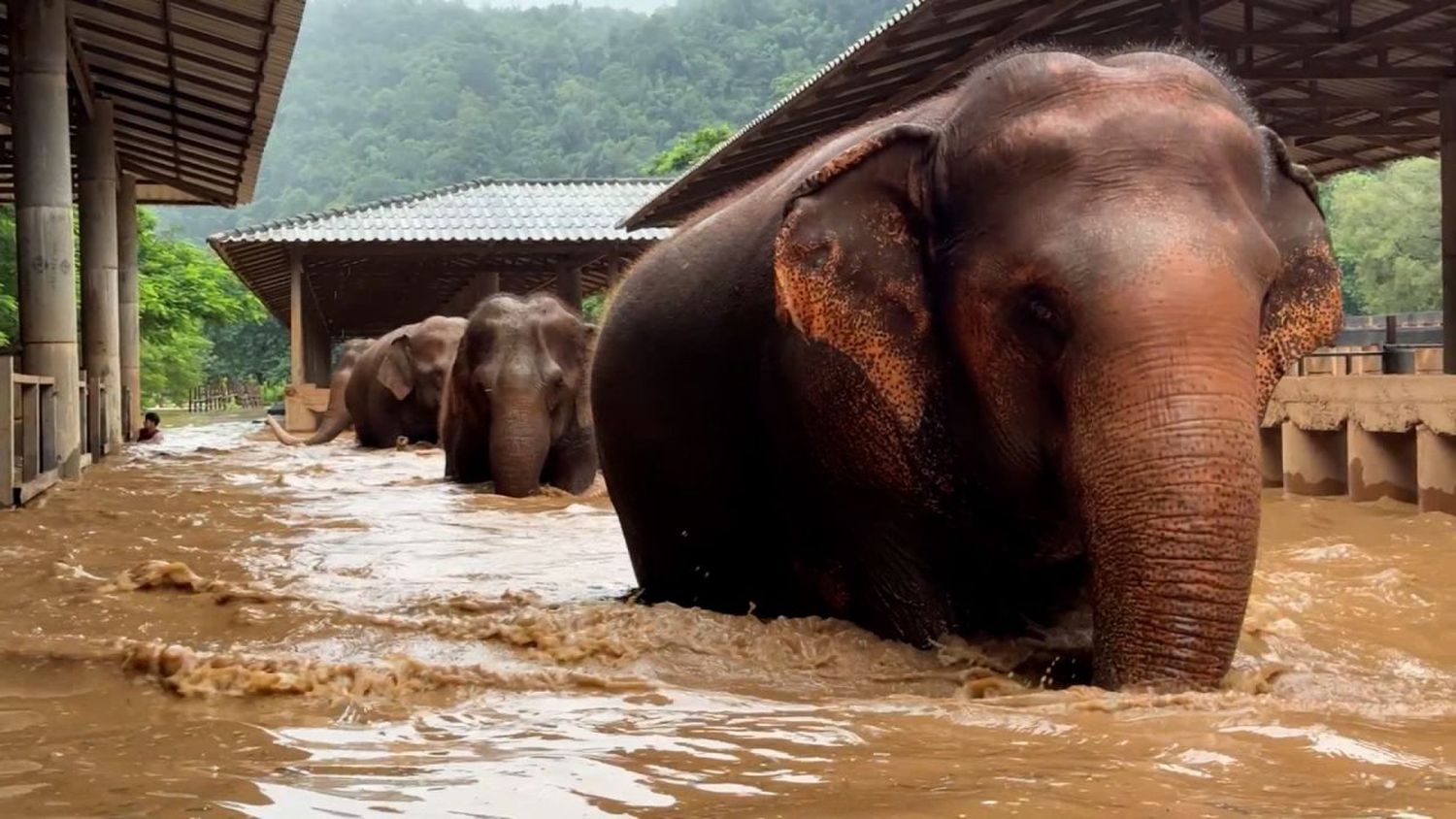 Estos elefantes huyen de las fuertes inundaciones en Tailandia