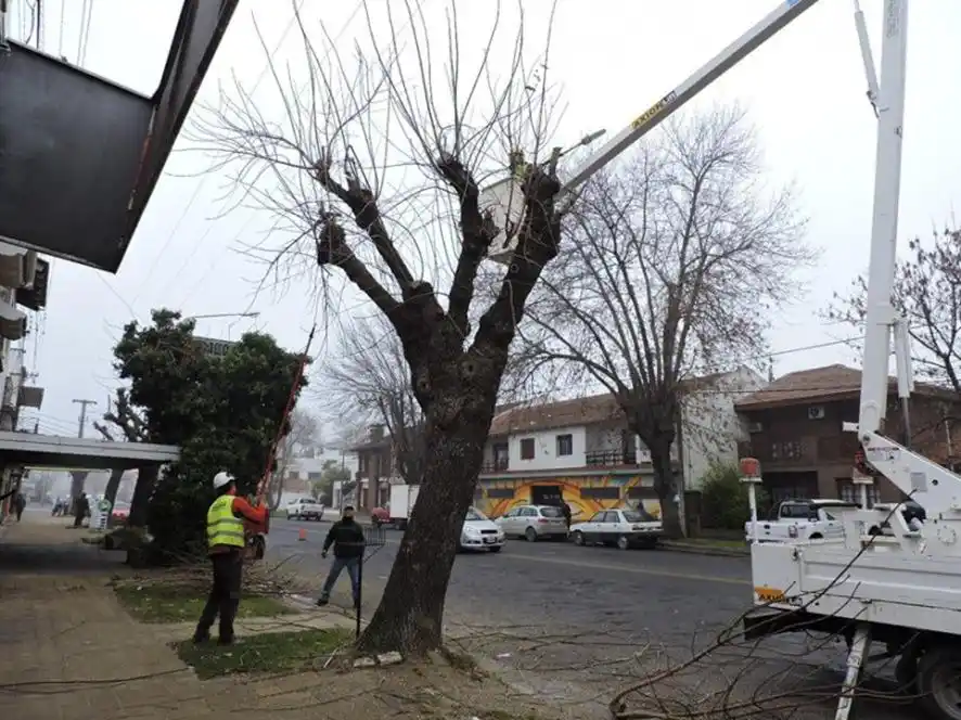 Ningún vecino debería podar los árboles públicos sin contar con la autorización