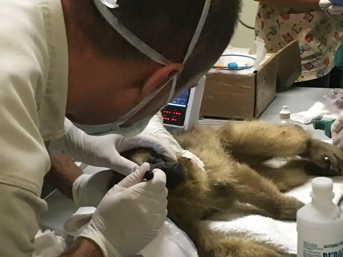 Piden a viajeros evitar extraer animales de su hábitat