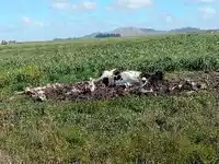 Fulton: denunciaron a un productor que arroja animales muertos cerca de un camino