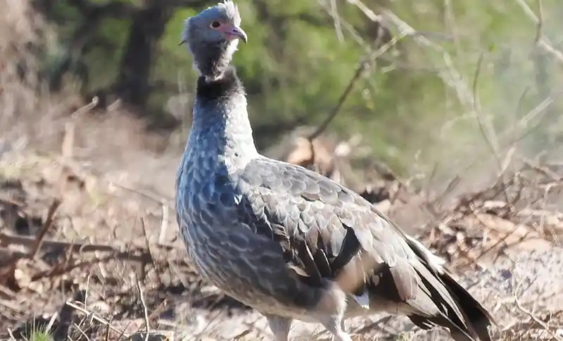 Habitantes de humedales del departamento Concordia