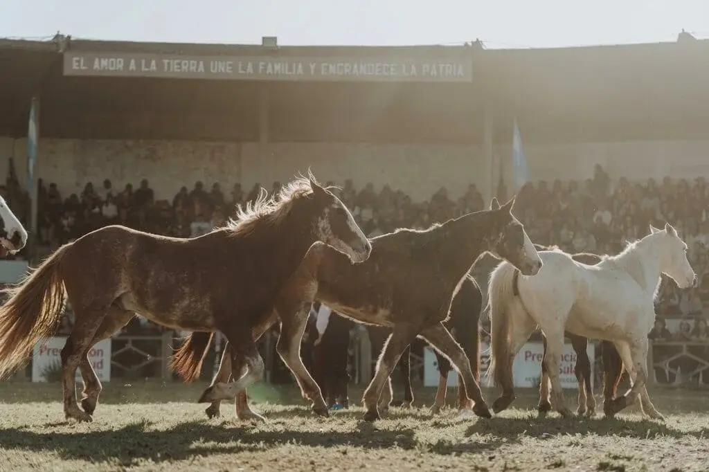 Desde marzo de 2027 será obligatorio identificar caballos con microchips en Argentina