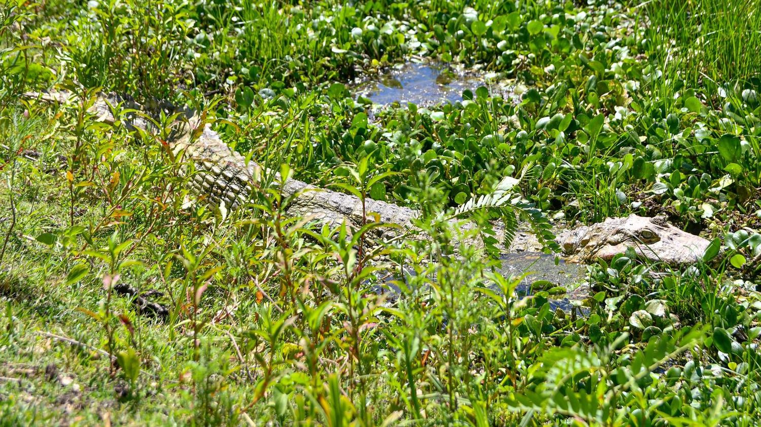 La provincia regresó a su hábitat natural a un Yacaré overo