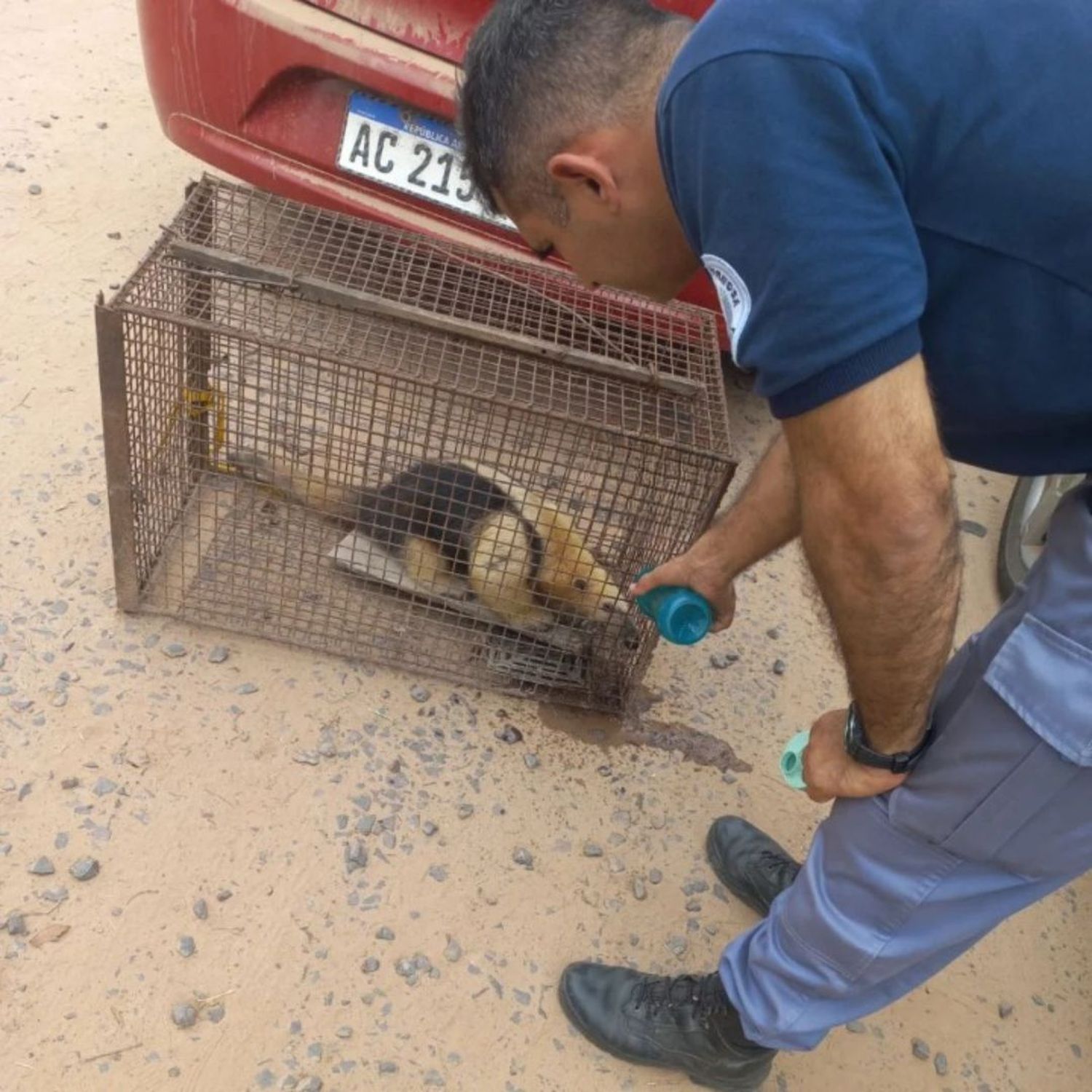 Policías rescataron a un oso melero y lo liberaron en su hábitat natural