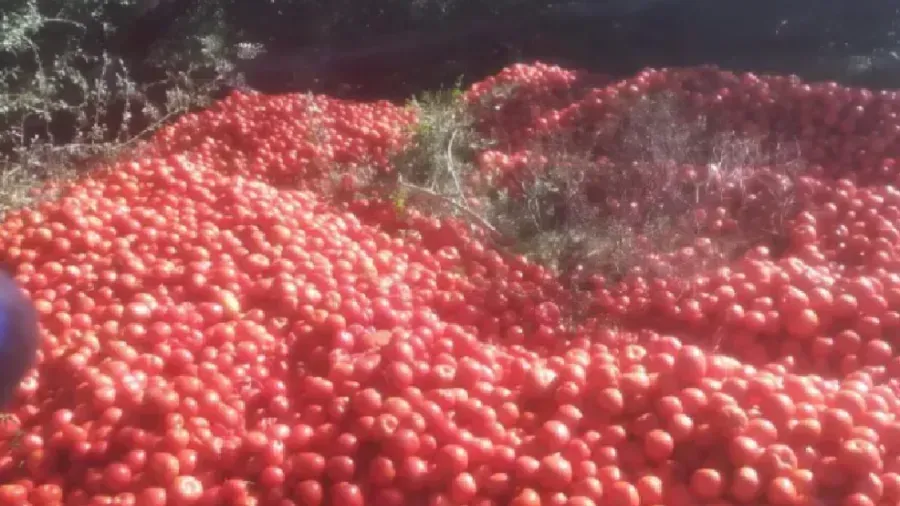 Crisis del tomate en Santa Lucía