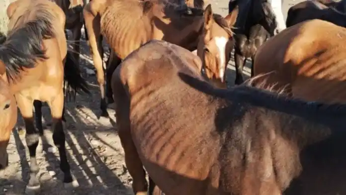 Pringles: tres meses de prisión por haber maltratado a seis caballos