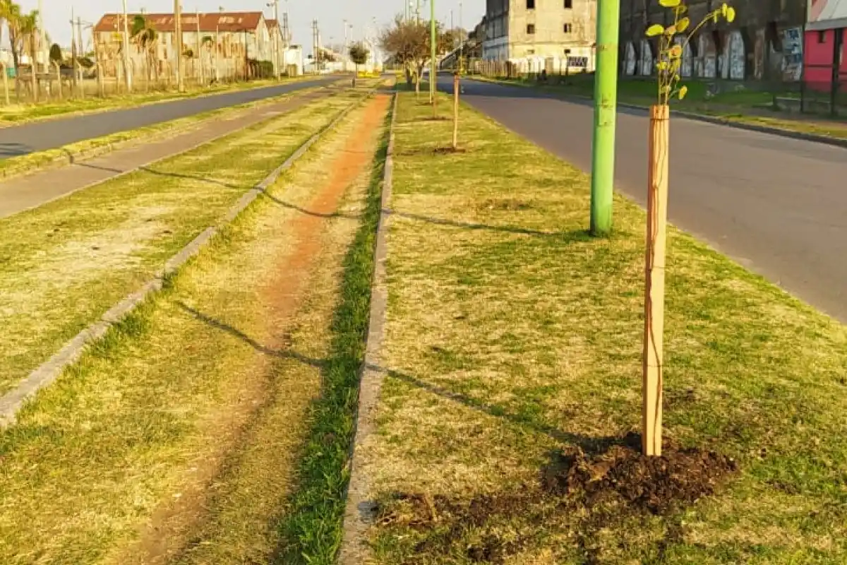 Plantaron árboles nativos desde el corsódromo a la costanera