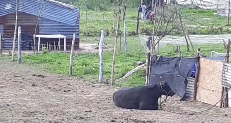 Por el robo de ganado, refuerzan controles  en la zona rural