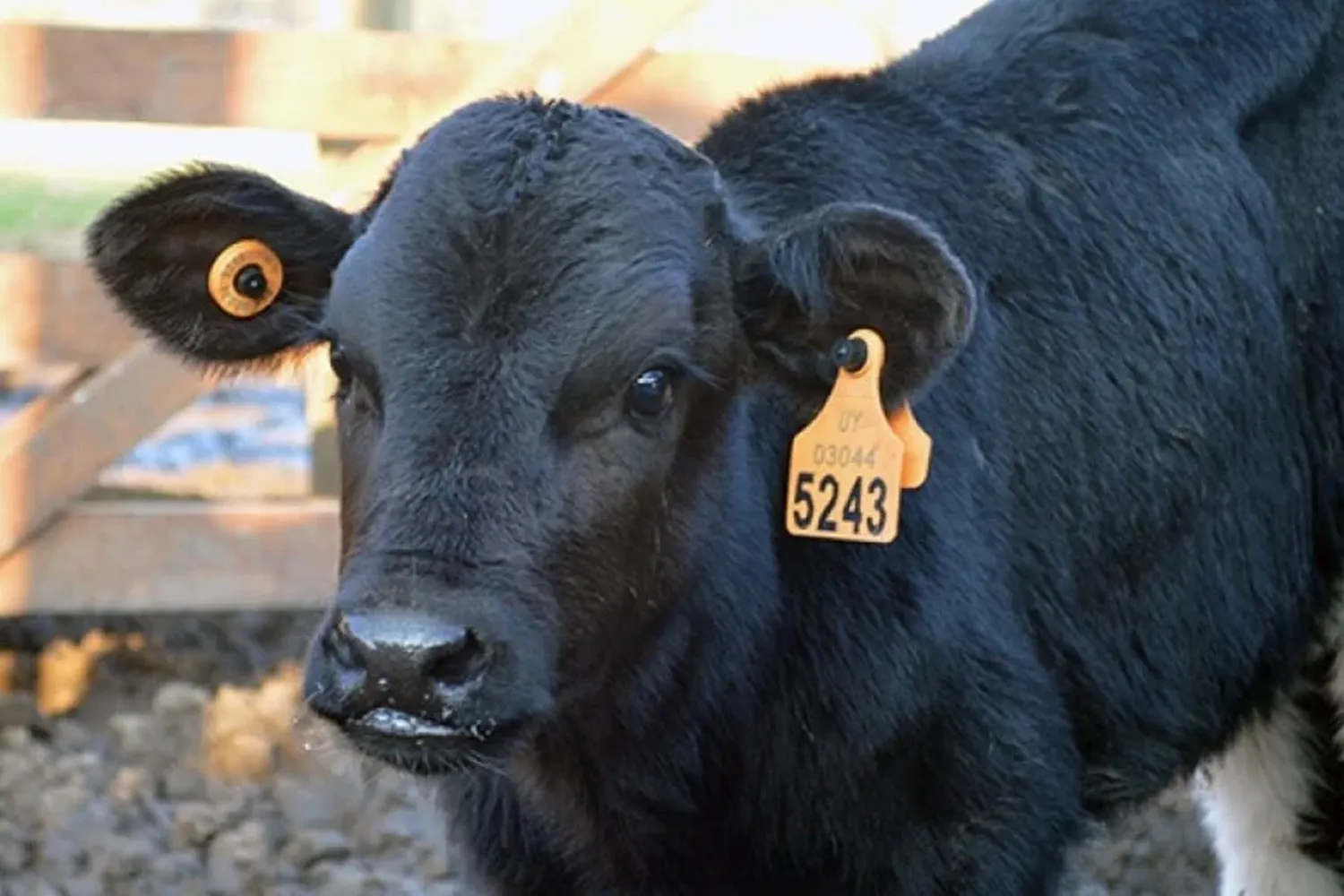 Vacas