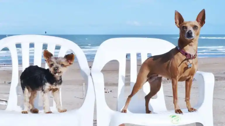 Argentina tiene su primer balneario para perros 