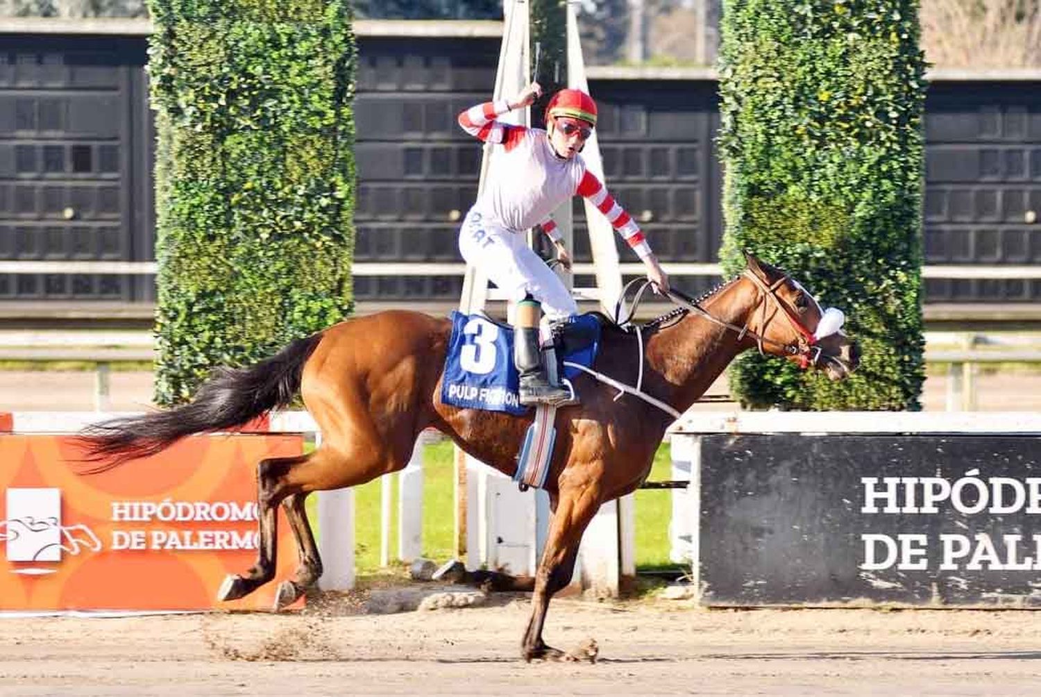 Pulp Fiction, heroína de la Polla de Potrancas (G1), va por el Gran Premio Selección (G1) para consagrarse como la mejor 3 años de la temporada.