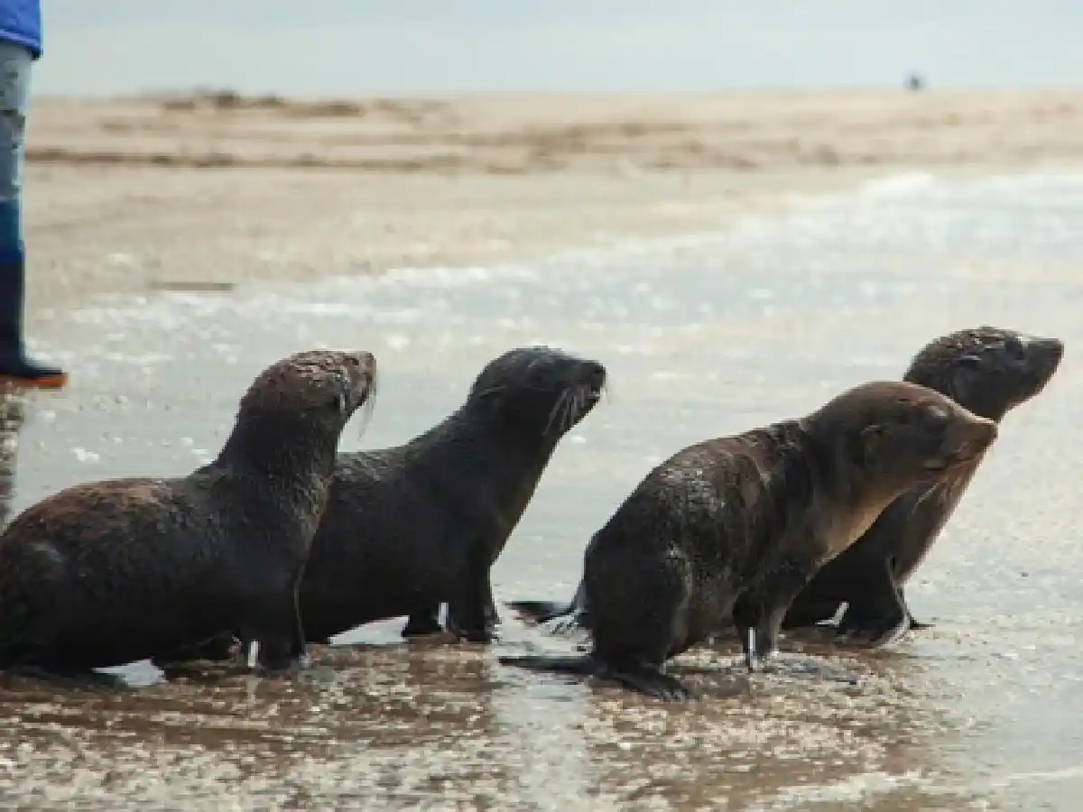 [Video] Cuatro lobos marinos volvieron al mar tras recuperarse de cuadros de desnutrición 