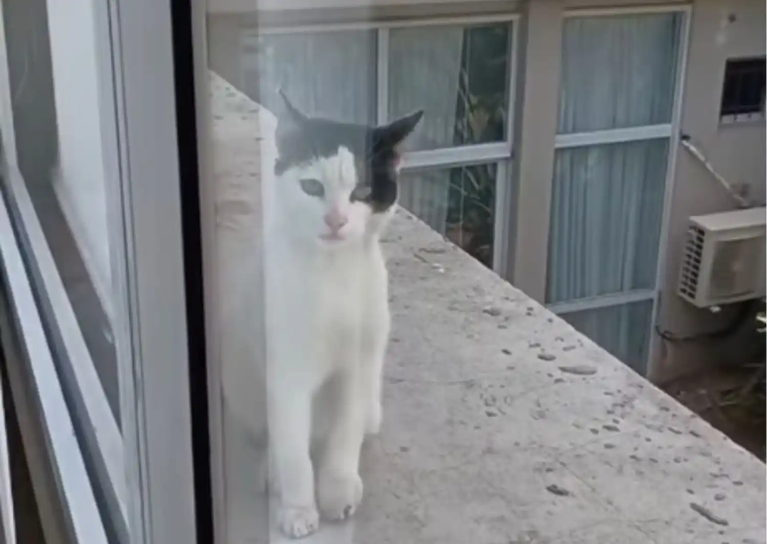 El gato permanece allí desde hace varios días.