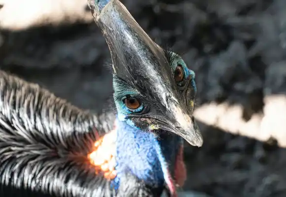 El AVE MÁS PELIGROSA DEL MUNDO irrumpió en una playa australiana