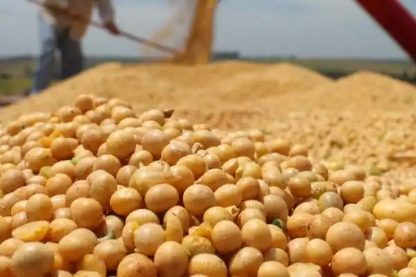 La producción de soja en Entre Ríos totalizó 3,3 millones de toneladas