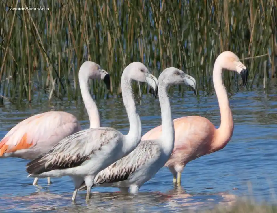 Hoy tendrá lugar una charla sobre observación de aves en el Museo Pampeano