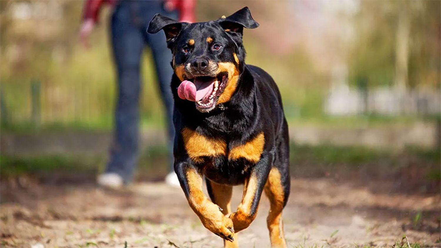 Un nene está en terapia tras ser atacado por tres rottweilers