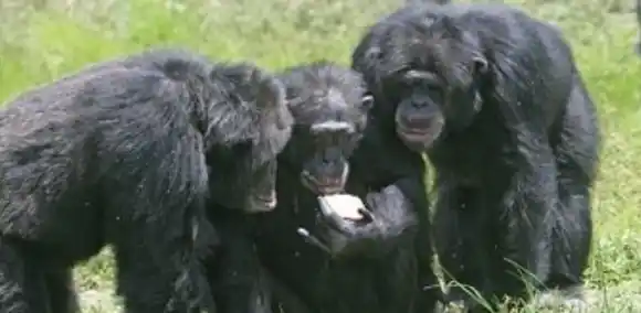 ¿CHIMPANCÉS BORRACHOS? Descubren a un grupo consumiendo fruta fermentada (+Video)