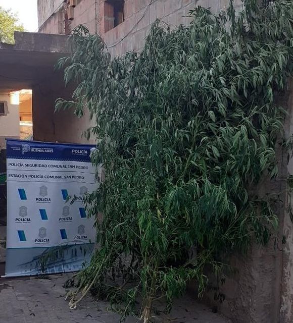 Allanaron una casa por amenazas pero terminaron secuestrando dos plantas de marihuana