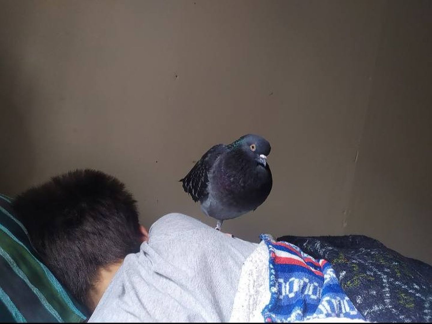 Buscan a “Peluca”, una paloma domesticada que se perdió en Necochea