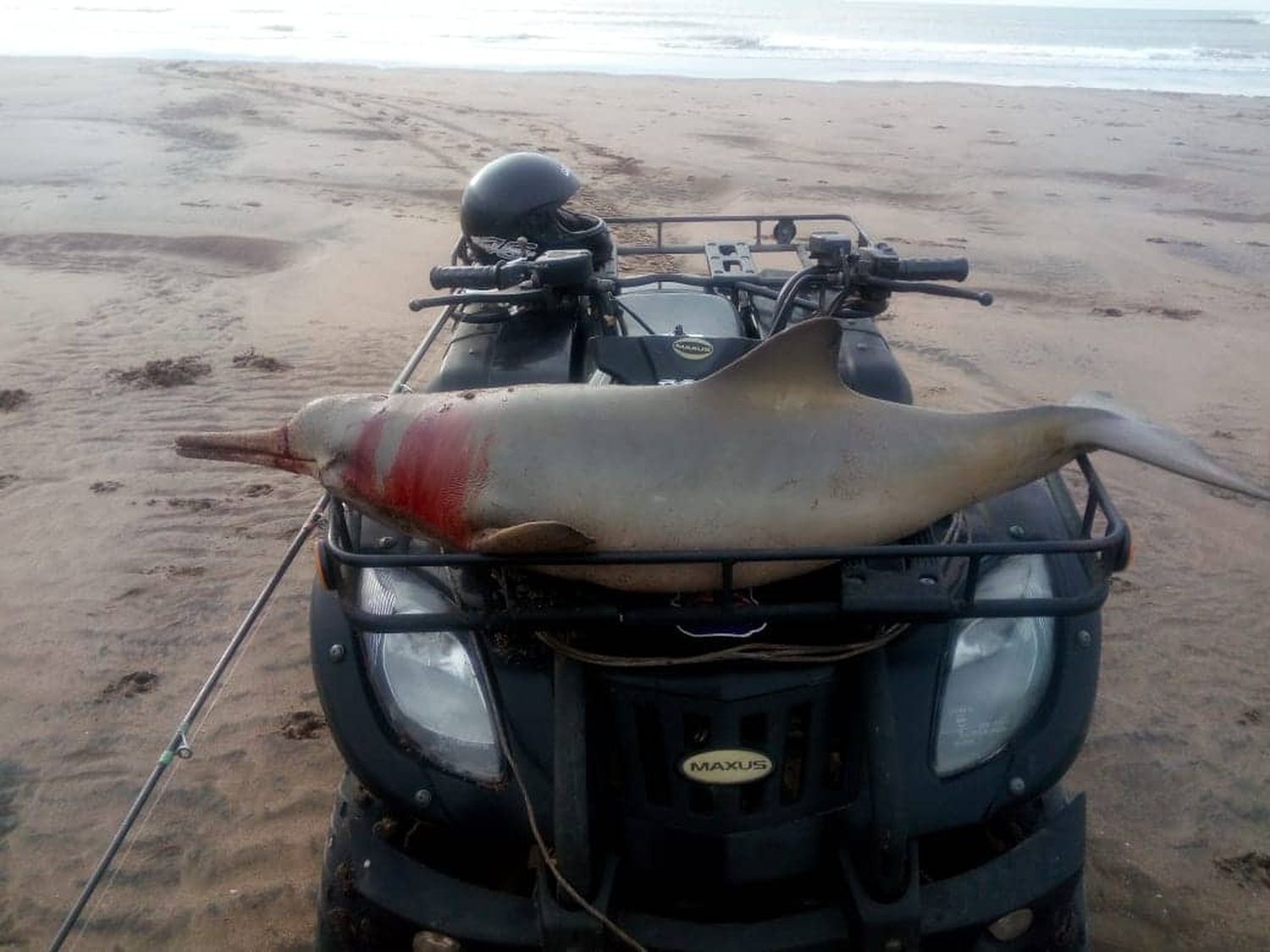 Coronel Dorrego: Detienen al hombre que pescó un delfín y lo exhibió en la playa como trofeo