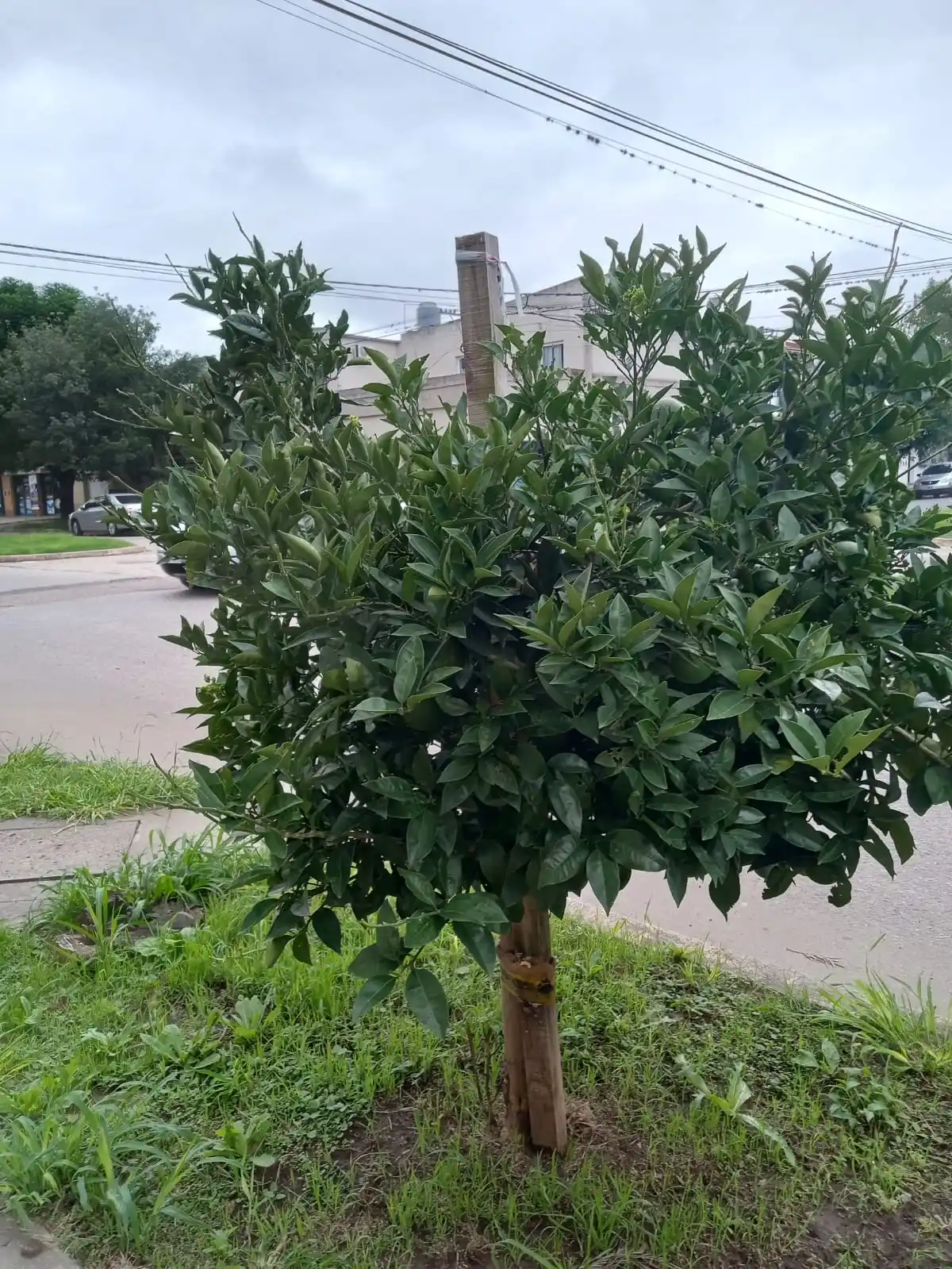 naranjo verede centro Casella
