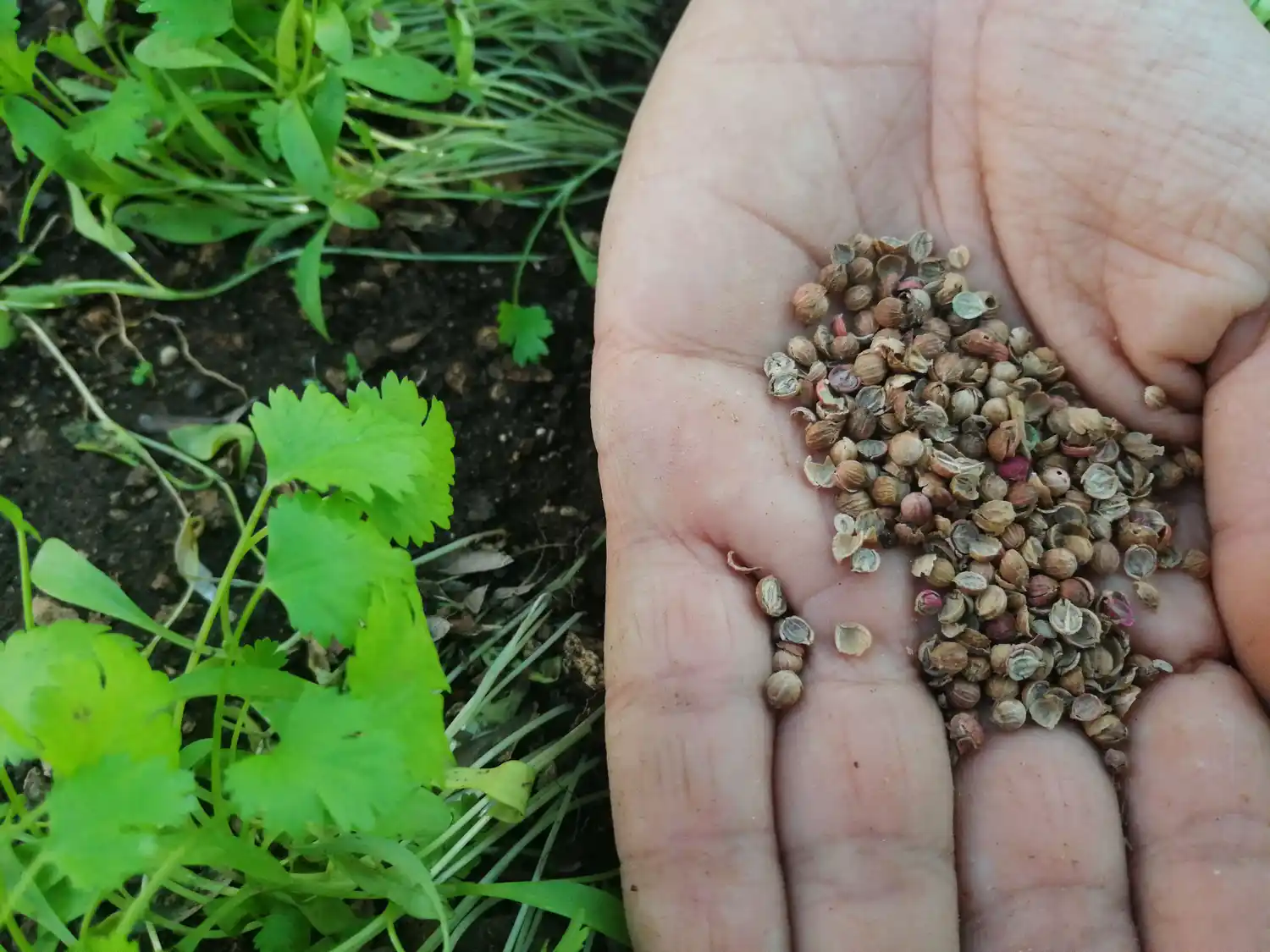 Banco de semillas en casa, la magia de preservar las especies de la huerta para una próxima temporada