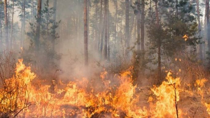 Incendio en un campo de Lobería sobre la ruta 88: El fuego consumió 45 hectáreas