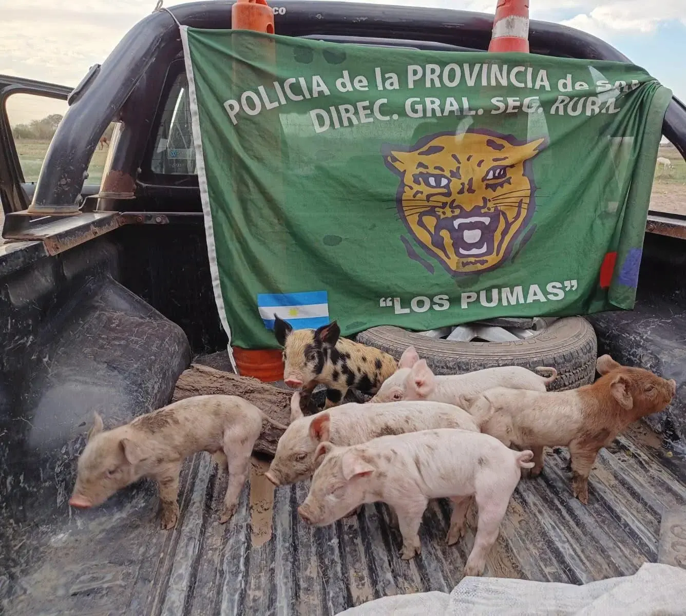 Le robaron ocho cerditos y recuperaron seis: hay un detenido y continúa la búsqueda de otro sospechoso