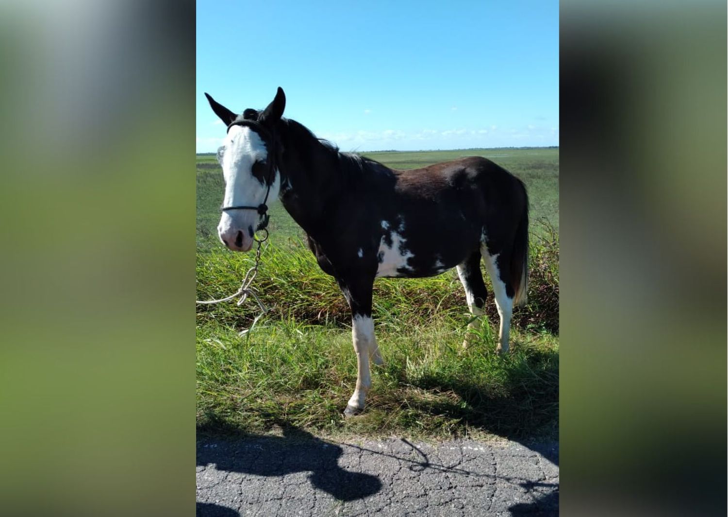 Hallaron este caballo y buscan a sus dueños