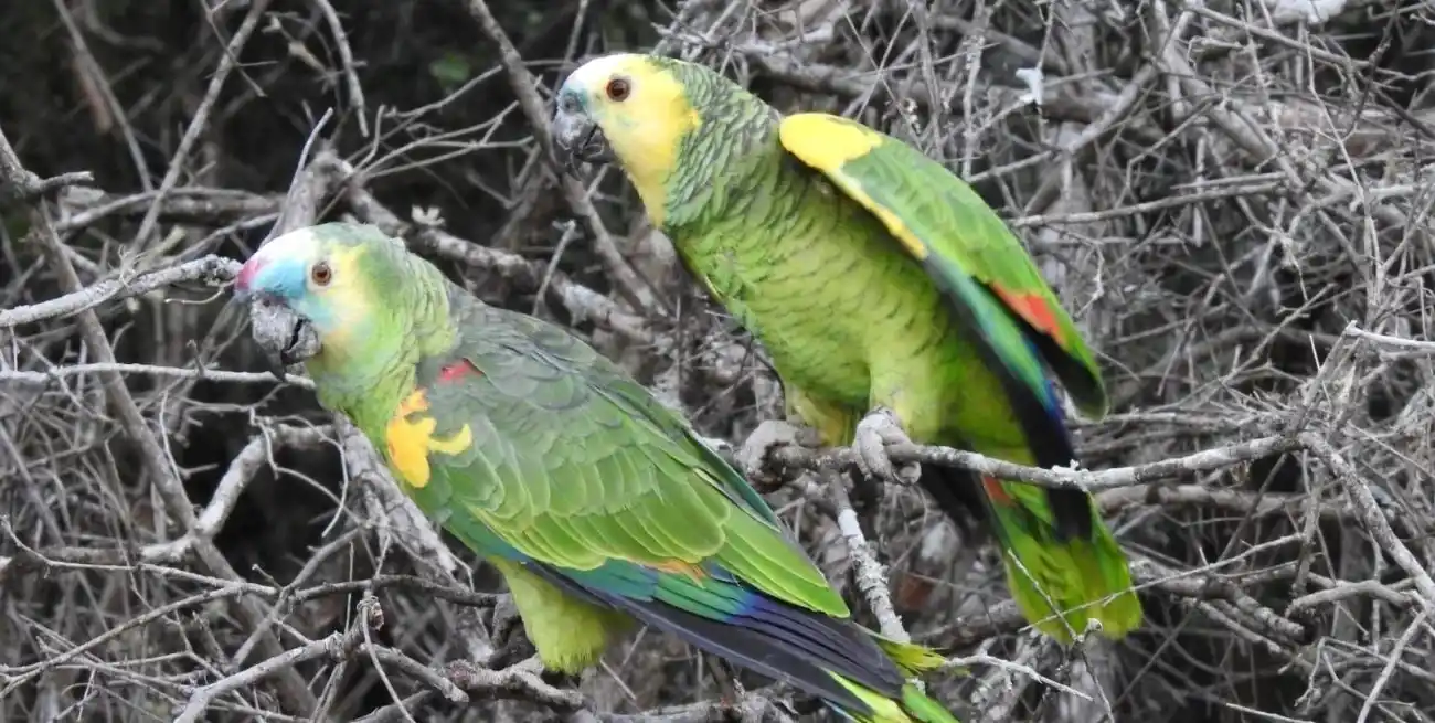 Aumentaron los casos de psitacosis en Santa Fe: 78 notificaciones en 2026