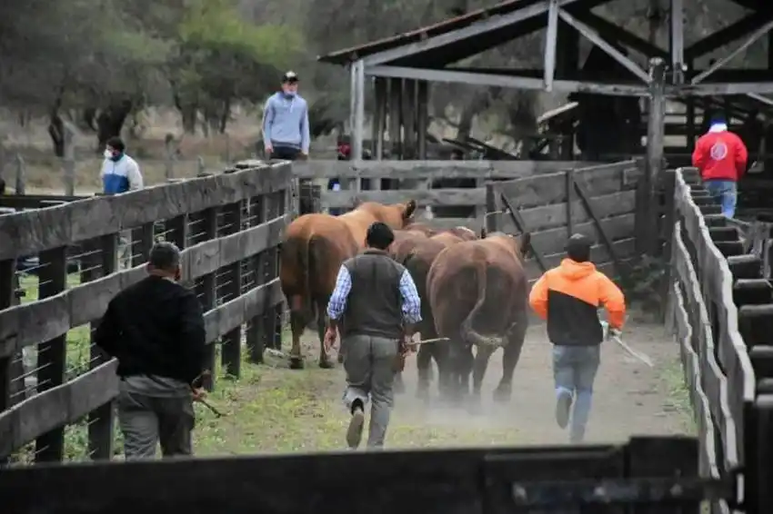 Este sábado se realizará un nuevo remate de cabañas formoseñas